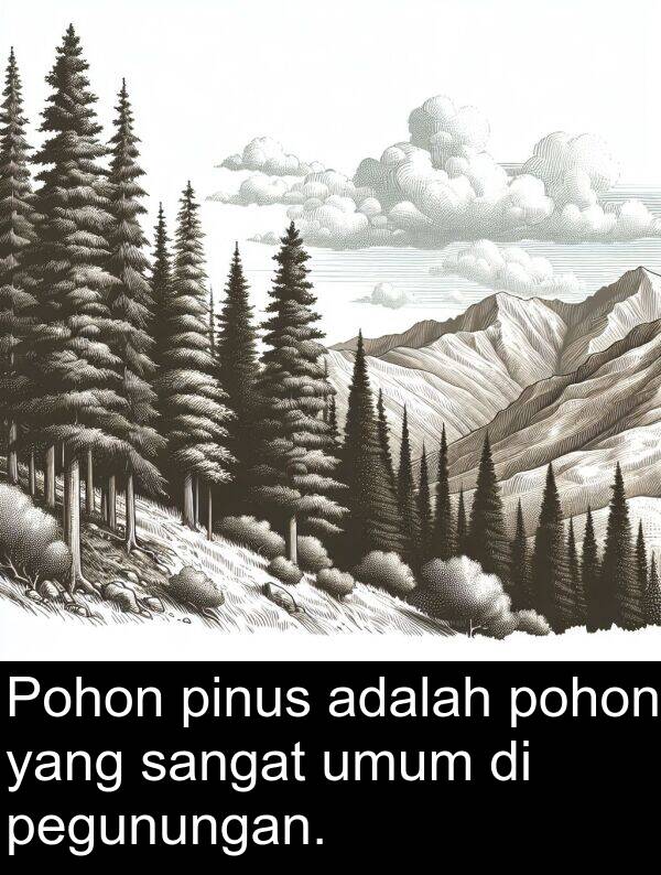 pinus: Pohon pinus adalah pohon yang sangat umum di pegunungan.