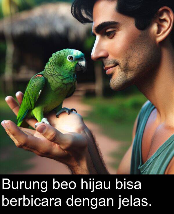 jelas: Burung beo hijau bisa berbicara dengan jelas.
