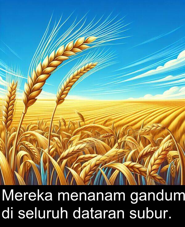 seluruh: Mereka menanam gandum di seluruh dataran subur.