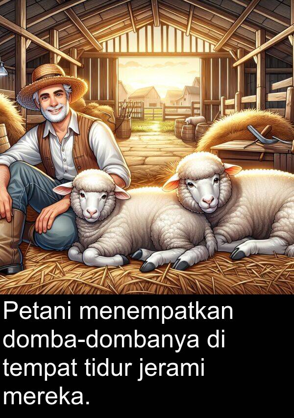 jerami: Petani menempatkan domba-dombanya di tempat tidur jerami mereka.