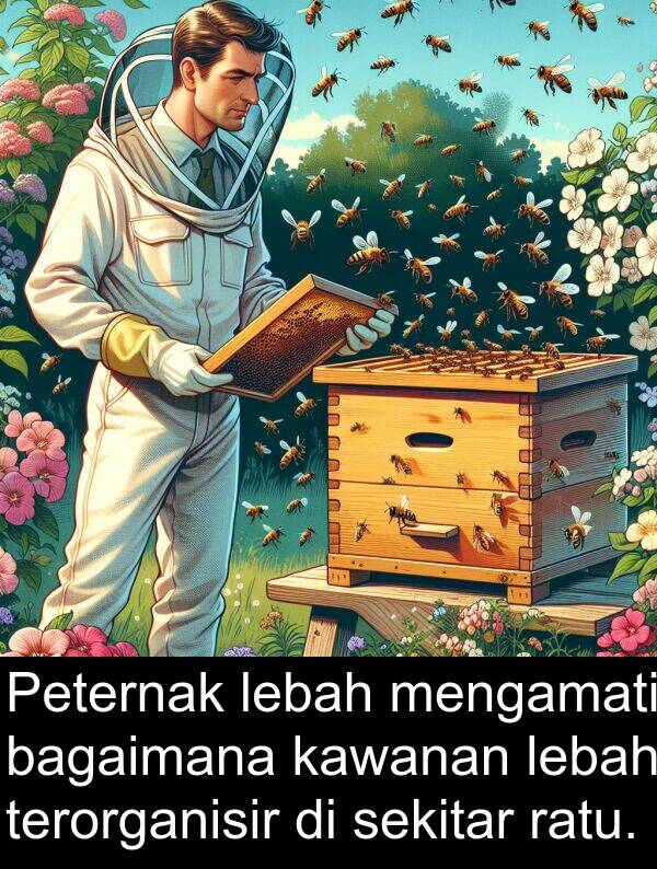 ratu: Peternak lebah mengamati bagaimana kawanan lebah terorganisir di sekitar ratu.