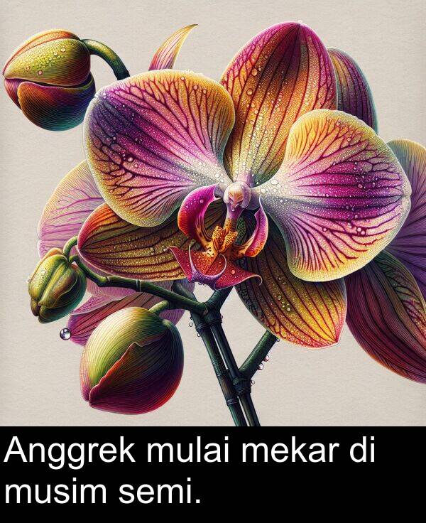 mekar: Anggrek mulai mekar di musim semi.