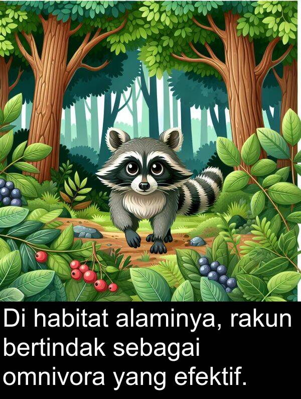 sebagai: Di habitat alaminya, rakun bertindak sebagai omnivora yang efektif.