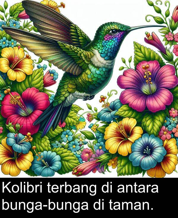 taman: Kolibri terbang di antara bunga-bunga di taman.