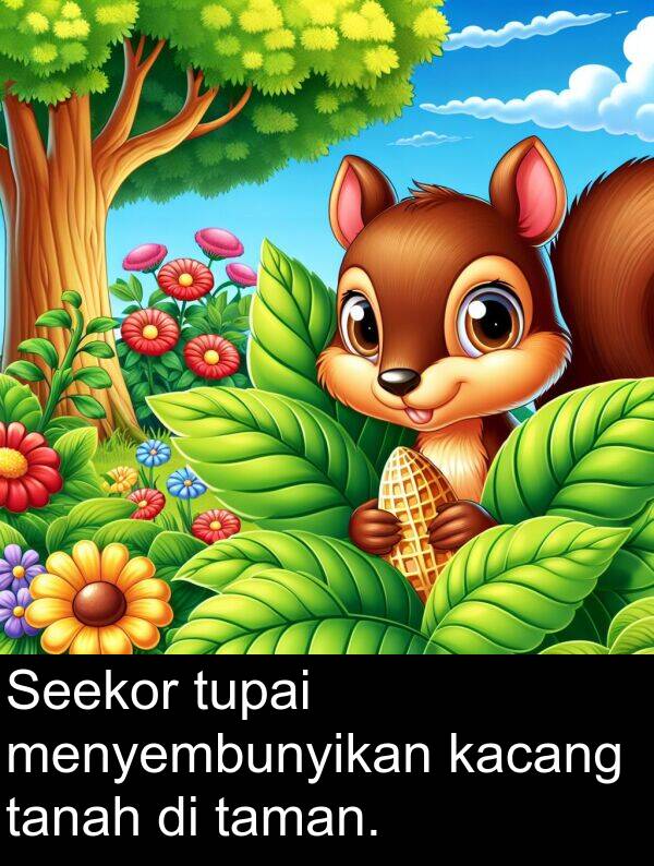 taman: Seekor tupai menyembunyikan kacang tanah di taman.