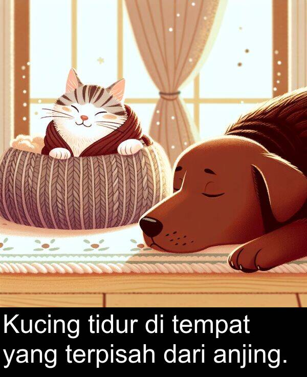 tempat: Kucing tidur di tempat yang terpisah dari anjing.