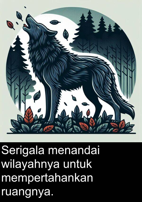 ruangnya: Serigala menandai wilayahnya untuk mempertahankan ruangnya.