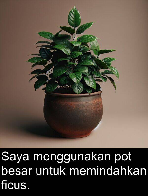 memindahkan: Saya menggunakan pot besar untuk memindahkan ficus.