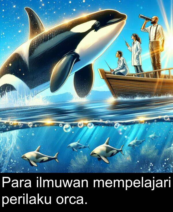orca: Para ilmuwan mempelajari perilaku orca.