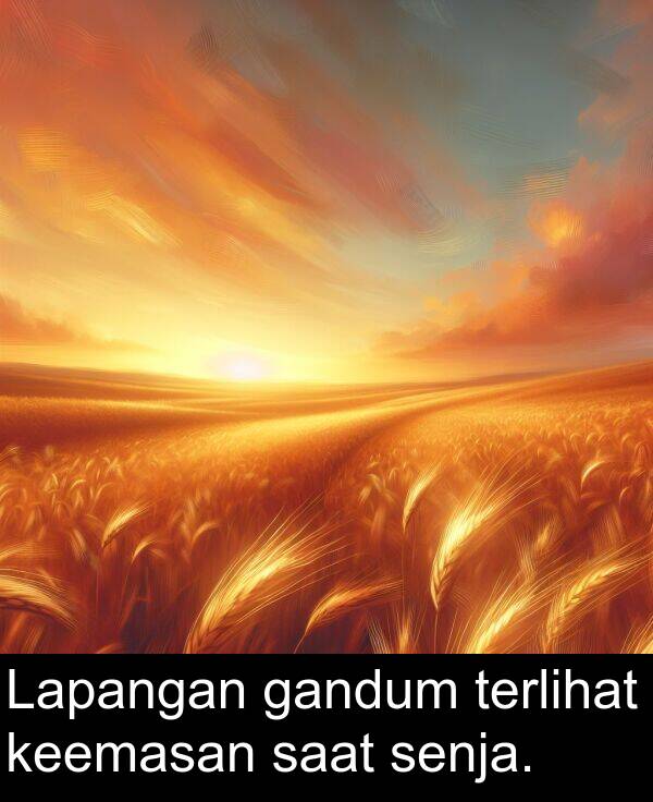 senja: Lapangan gandum terlihat keemasan saat senja.