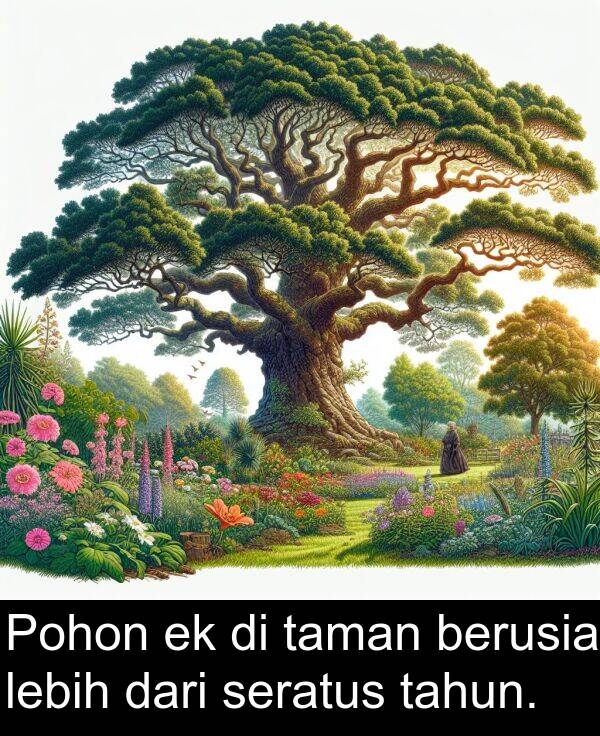seratus: Pohon ek di taman berusia lebih dari seratus tahun.
