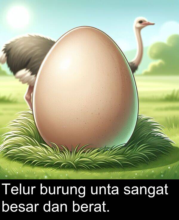 burung: Telur burung unta sangat besar dan berat.
