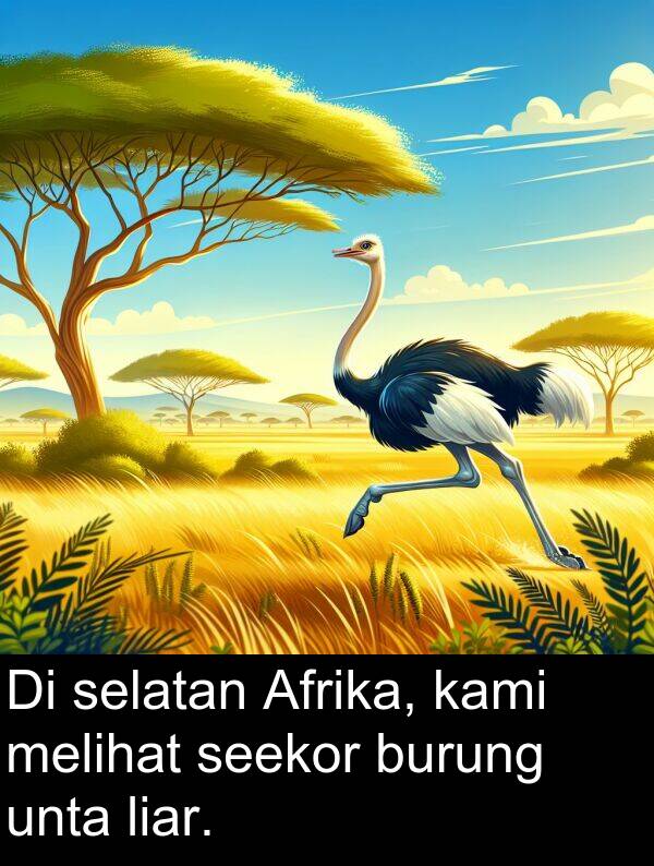 selatan: Di selatan Afrika, kami melihat seekor burung unta liar.
