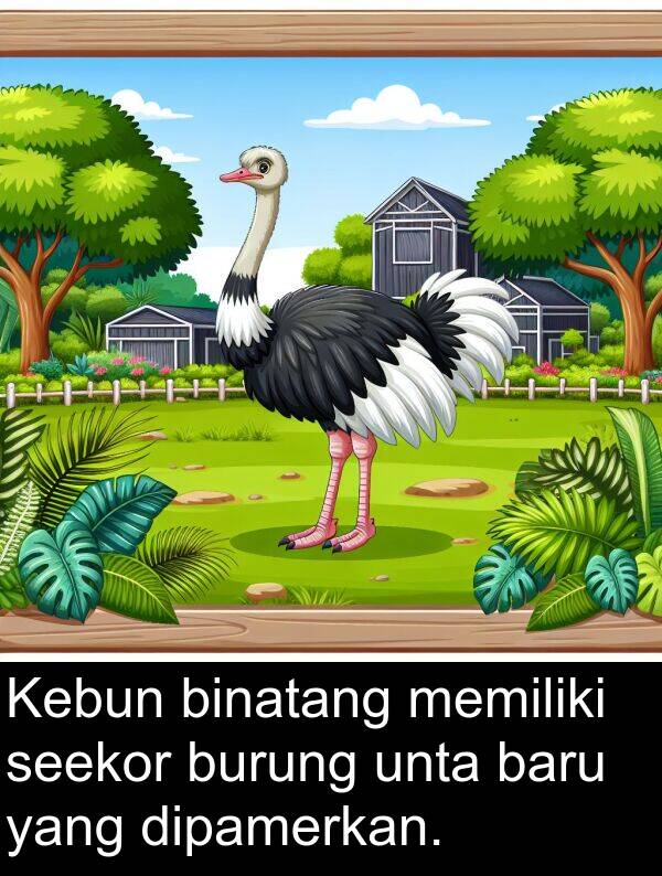 seekor: Kebun binatang memiliki seekor burung unta baru yang dipamerkan.