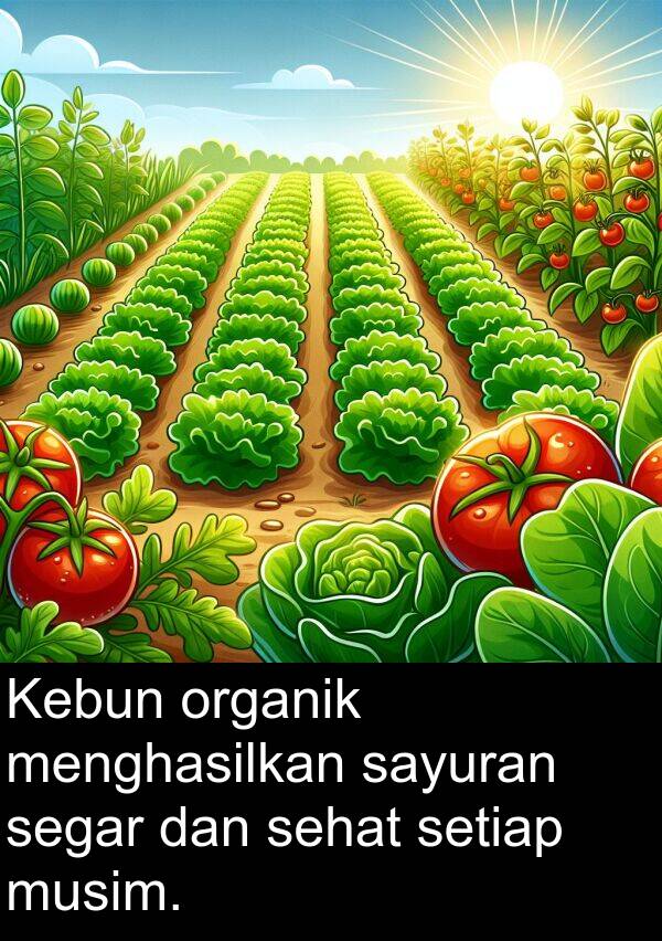 segar: Kebun organik menghasilkan sayuran segar dan sehat setiap musim.