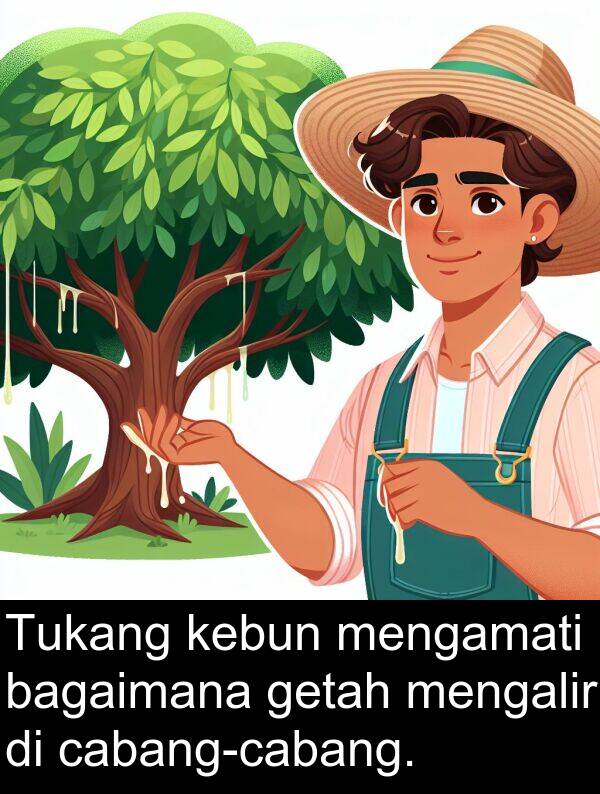 bagaimana: Tukang kebun mengamati bagaimana getah mengalir di cabang-cabang.