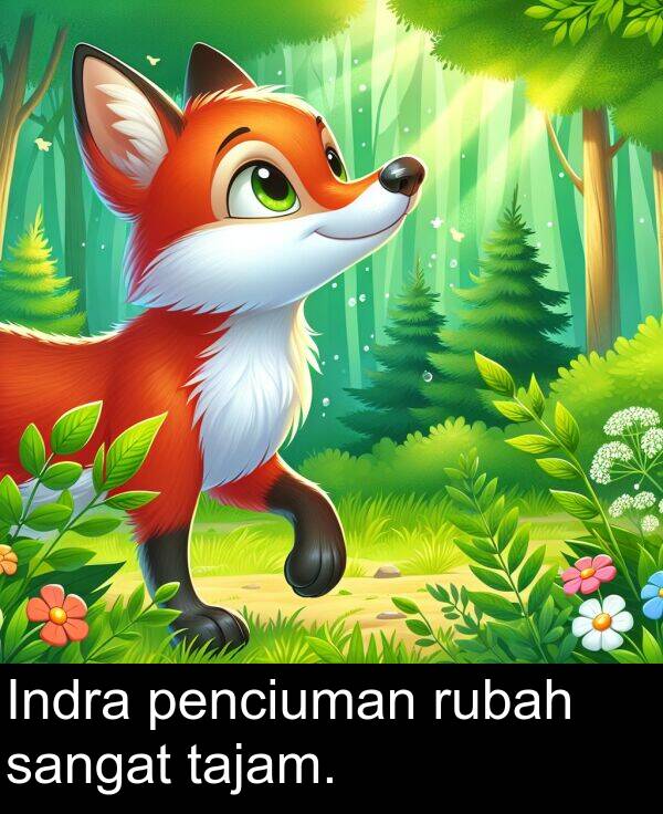 rubah: Indra penciuman rubah sangat tajam.