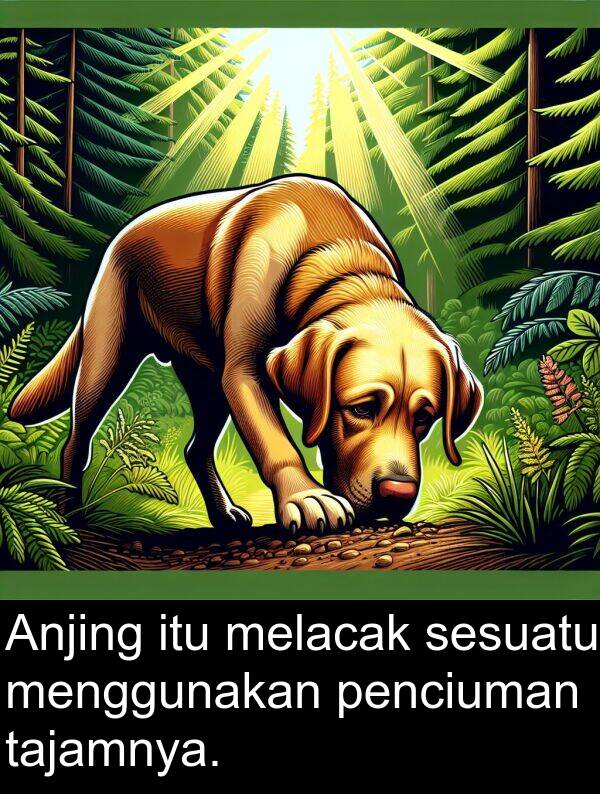 melacak: Anjing itu melacak sesuatu menggunakan penciuman tajamnya.