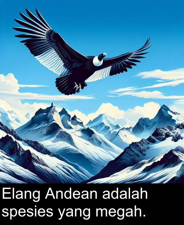 megah: Elang Andean adalah spesies yang megah.