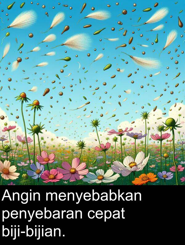 cepat: Angin menyebabkan penyebaran cepat biji-bijian.