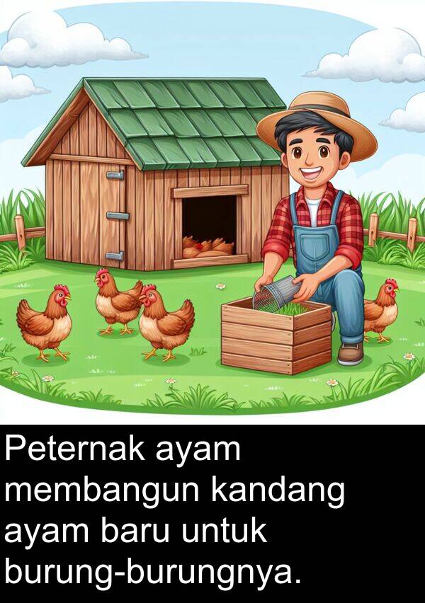membangun: Peternak ayam membangun kandang ayam baru untuk burung-burungnya.