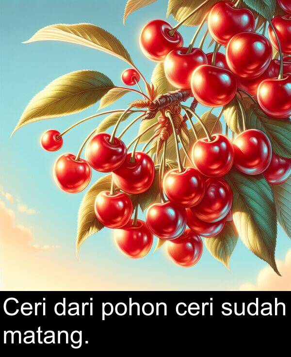 ceri: Ceri dari pohon ceri sudah matang.