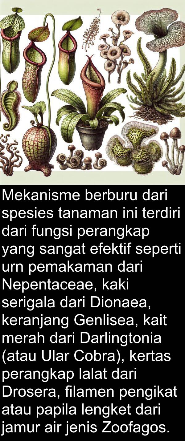 pemakaman: Mekanisme berburu dari spesies tanaman ini terdiri dari fungsi perangkap yang sangat efektif seperti urn pemakaman dari Nepentaceae, kaki serigala dari Dionaea, keranjang Genlisea, kait merah dari Darlingtonia (atau Ular Cobra), kertas perangkap lalat dari Drosera, filamen pengikat atau papila lengket dari jamur air jenis Zoofagos.