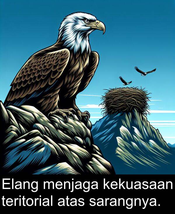 sarangnya: Elang menjaga kekuasaan teritorial atas sarangnya.