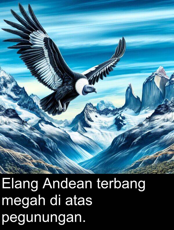 megah: Elang Andean terbang megah di atas pegunungan.
