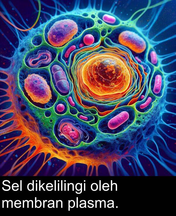 oleh: Sel dikelilingi oleh membran plasma.