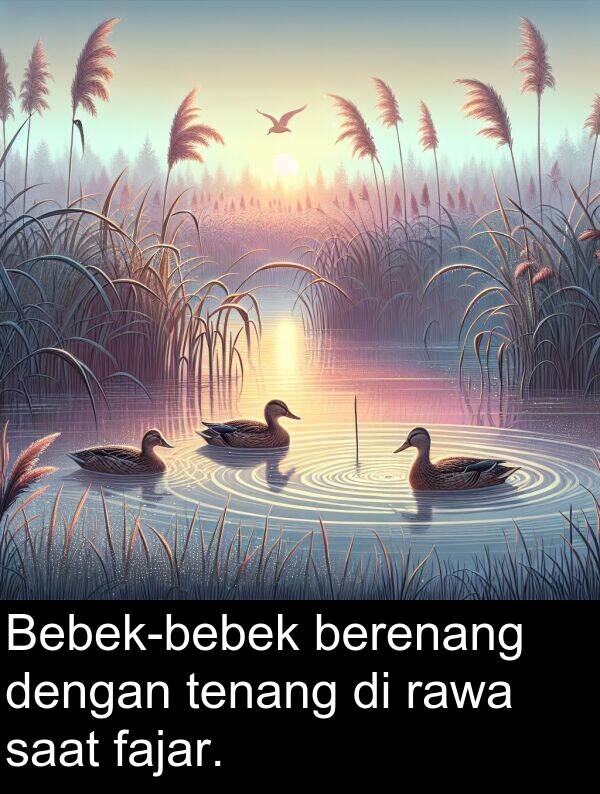 saat: Bebek-bebek berenang dengan tenang di rawa saat fajar.