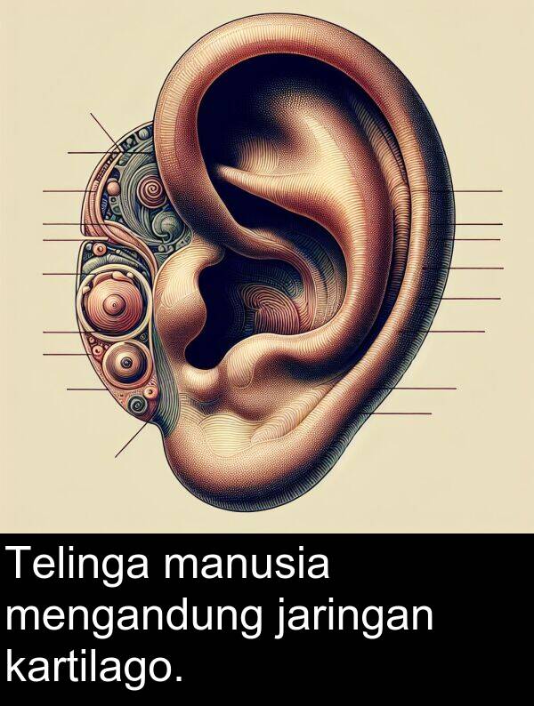 manusia: Telinga manusia mengandung jaringan kartilago.