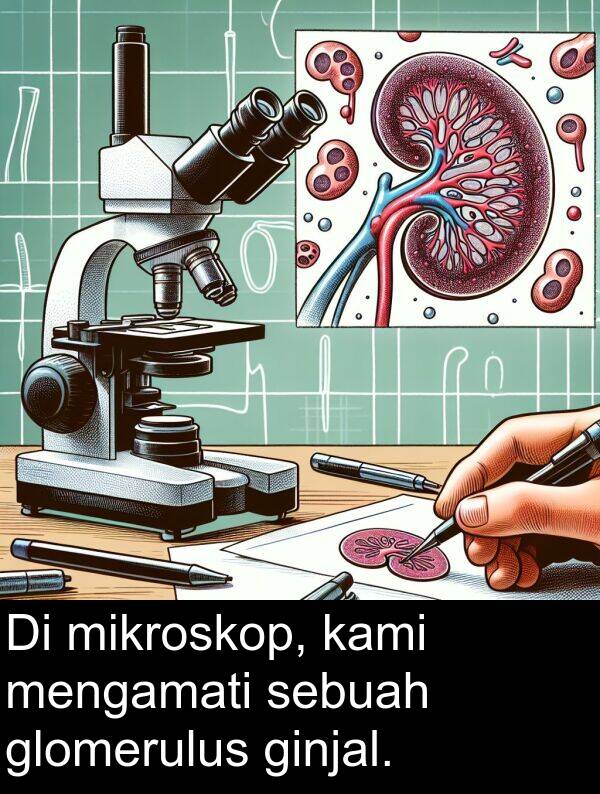 sebuah: Di mikroskop, kami mengamati sebuah glomerulus ginjal.