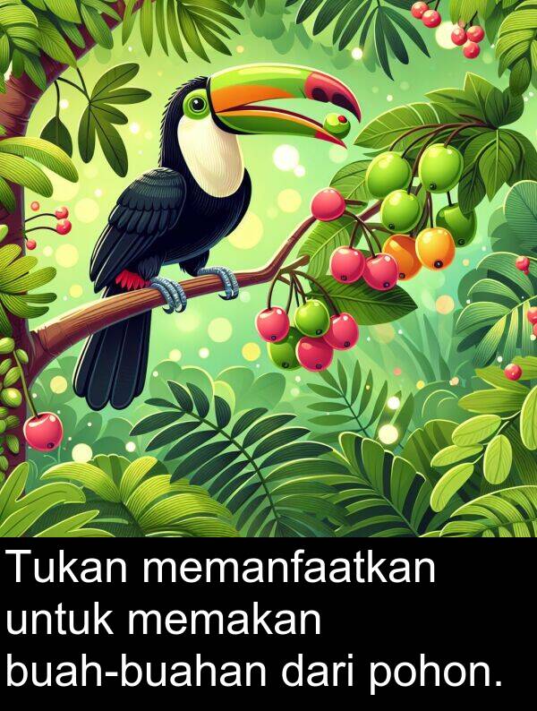 memanfaatkan: Tukan memanfaatkan untuk memakan buah-buahan dari pohon.