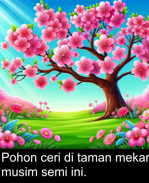 taman: Pohon ceri di taman mekar musim semi ini.