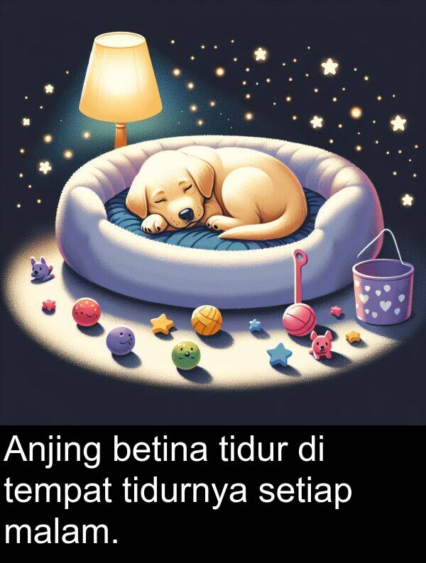 malam: Anjing betina tidur di tempat tidurnya setiap malam.