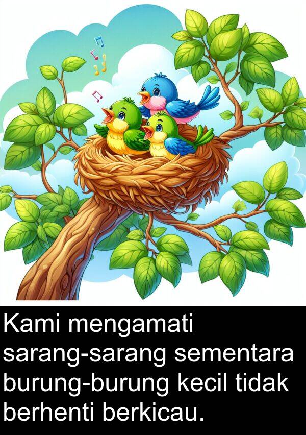 mengamati: Kami mengamati sarang-sarang sementara burung-burung kecil tidak berhenti berkicau.