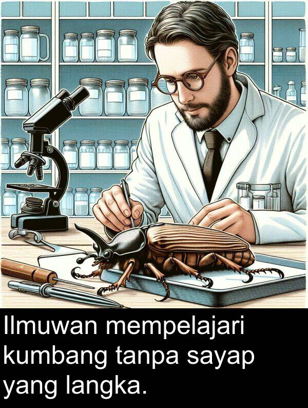 tanpa: Ilmuwan mempelajari kumbang tanpa sayap yang langka.