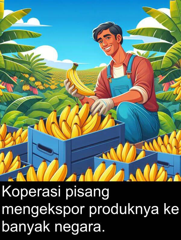 negara: Koperasi pisang mengekspor produknya ke banyak negara.