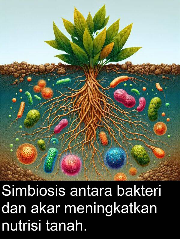 nutrisi: Simbiosis antara bakteri dan akar meningkatkan nutrisi tanah.