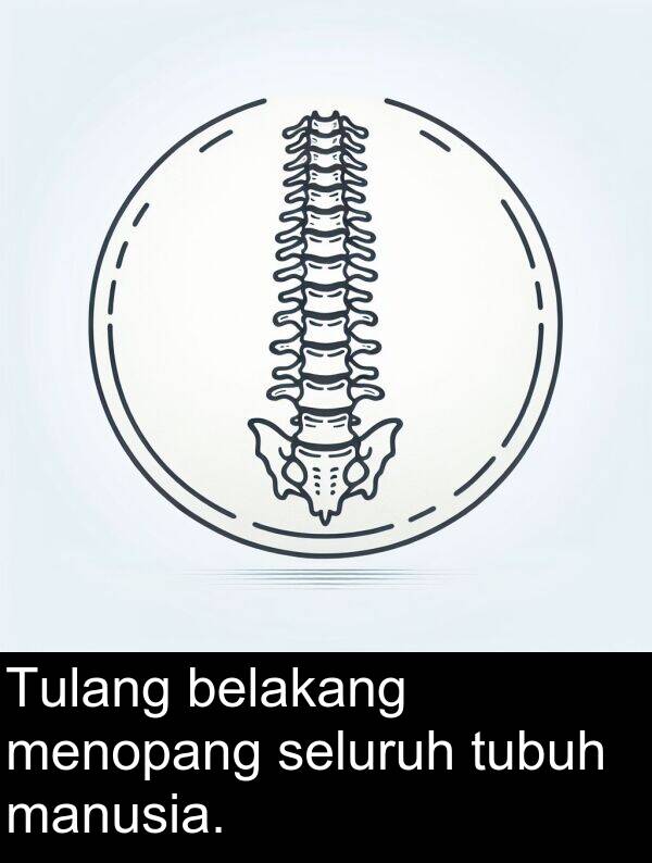 manusia: Tulang belakang menopang seluruh tubuh manusia.