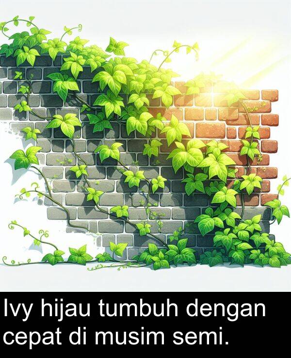 hijau: Ivy hijau tumbuh dengan cepat di musim semi.