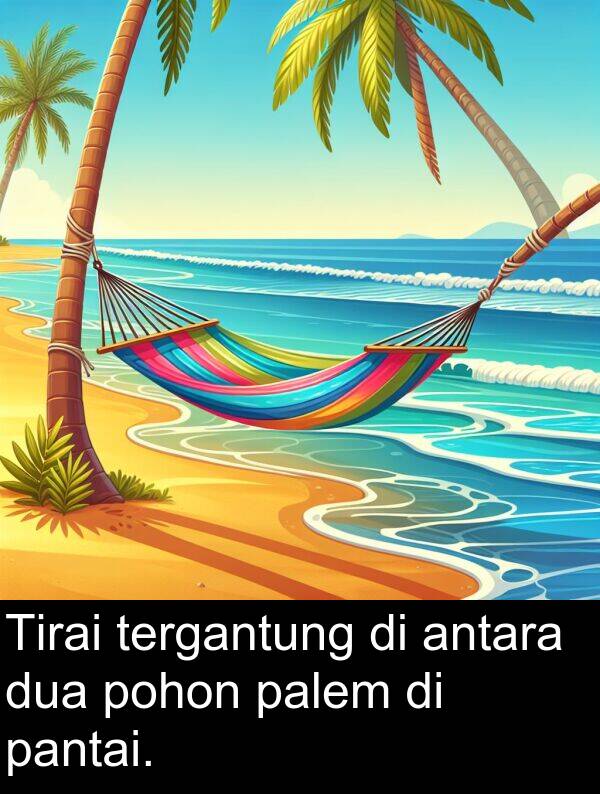 palem: Tirai tergantung di antara dua pohon palem di pantai.