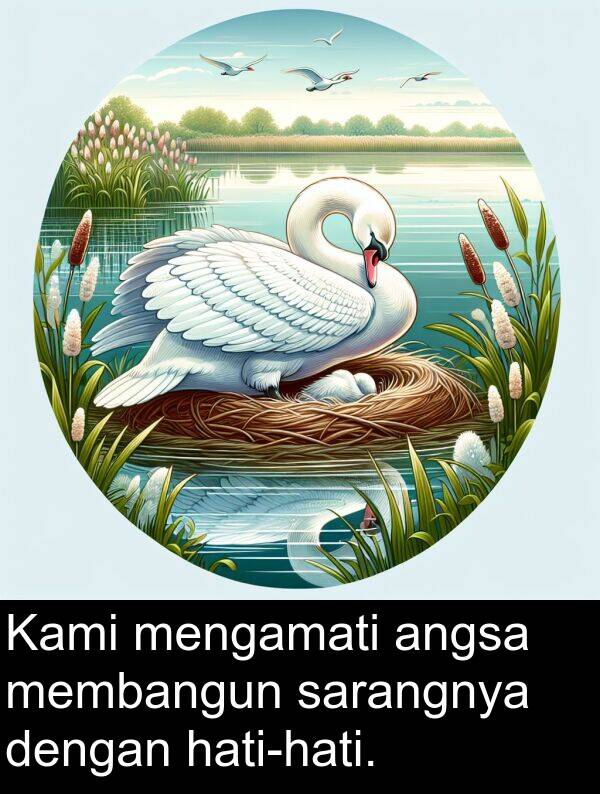 sarangnya: Kami mengamati angsa membangun sarangnya dengan hati-hati.