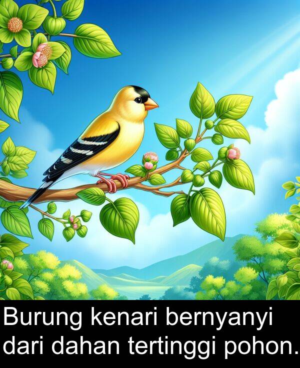 kenari: Burung kenari bernyanyi dari dahan tertinggi pohon.