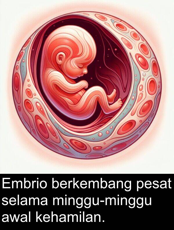 selama: Embrio berkembang pesat selama minggu-minggu awal kehamilan.