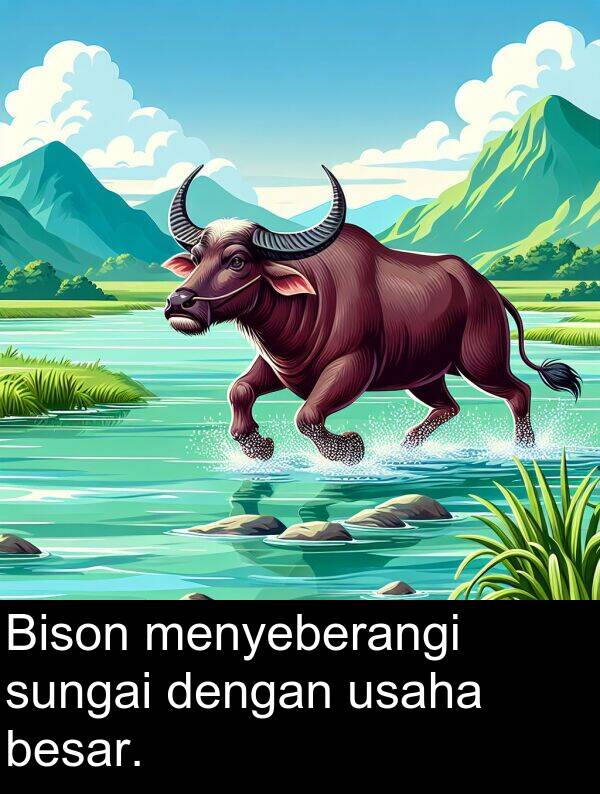 besar: Bison menyeberangi sungai dengan usaha besar.