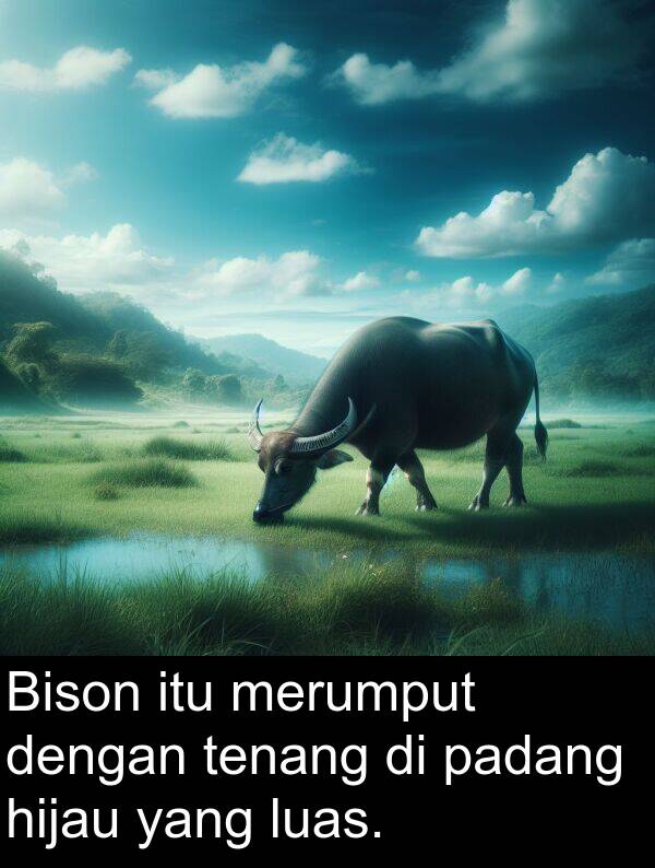 luas: Bison itu merumput dengan tenang di padang hijau yang luas.