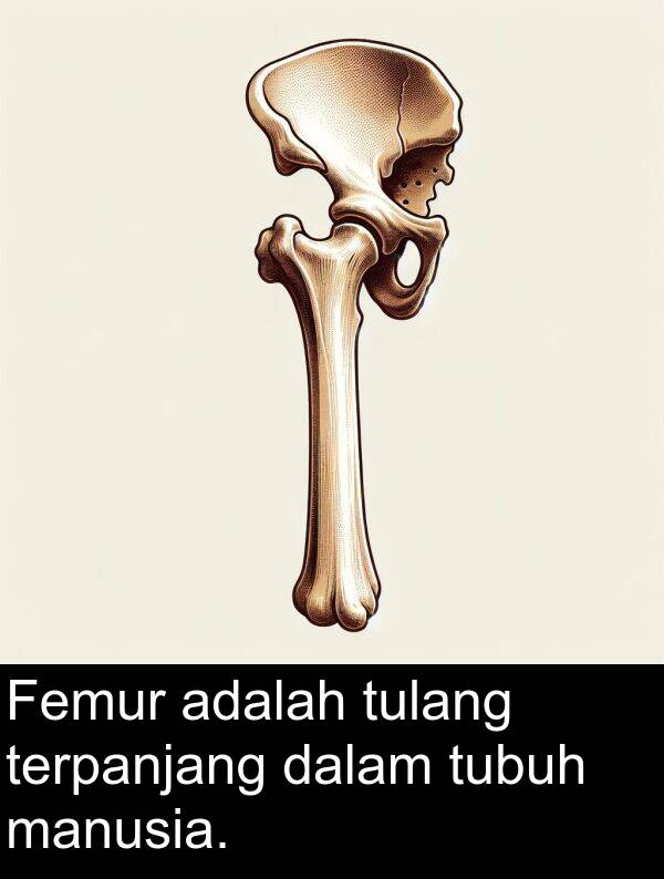 manusia: Femur adalah tulang terpanjang dalam tubuh manusia.
