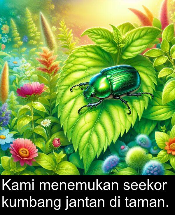 taman: Kami menemukan seekor kumbang jantan di taman.
